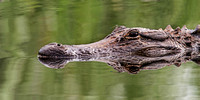 Alligator-photos